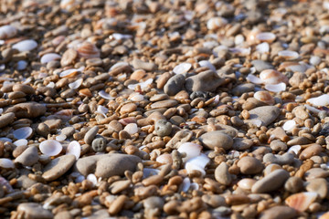 Closeup, side view of the seashells and pebbles on a sandy beach.