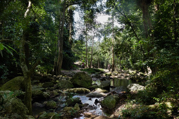 Jungles of  Samui islabd of Thailand