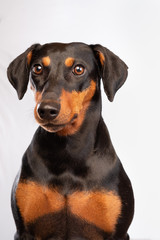 A portrait of a miniature pinscher