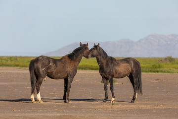 Obraz na płótnie Canvas Pair of Wild Horse Stallions Fighting