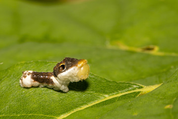 Early instar spicebush swallowtail caterpillar - Papilio troilus
