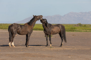 Obraz premium Pair of Wild Horse Stallions Fighting
