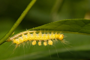 Definite tussock moth hanging upside-down - Orgyia definita