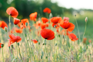 field of red poppies