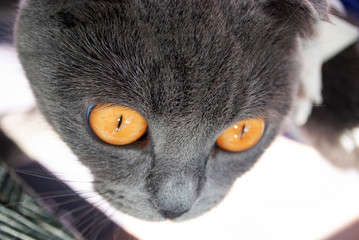 cat muzzle. Scottish lop-eared. eyes macro