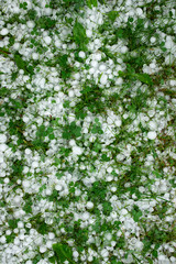 ice hail on a green lawn