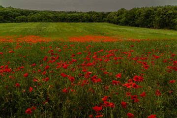 Poppies in a field on a stormy afternoon