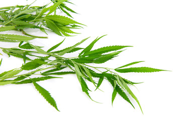 Big Leafy Cannabis Plant with Marijuana Buds