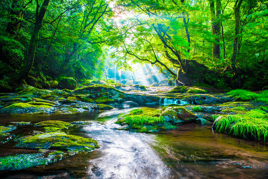 Kikuchi valley, waterfall and ray in forest, Japan