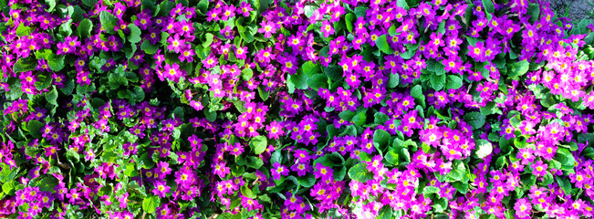 Purple garden flowers as background image.