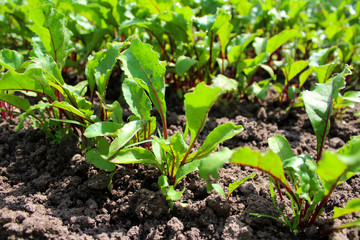 Young beet sprouts in the garden