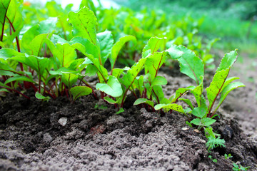 Young beet sprouts in the garden