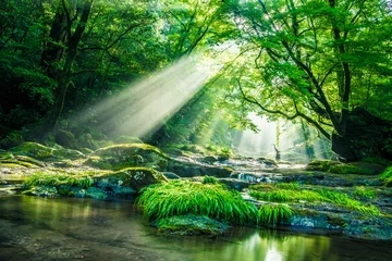 Photo sur Plexiglas Vert Vallée de Kikuchi, cascade et rayon dans la forêt, Japon