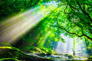 Kikuchi valley, waterfall and ray in forest, Japan