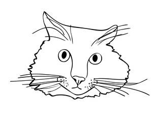 Vector illustration, isolated surprised cat muzzle in black and white colors, outline hand painted drawing