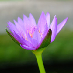 lotus flower