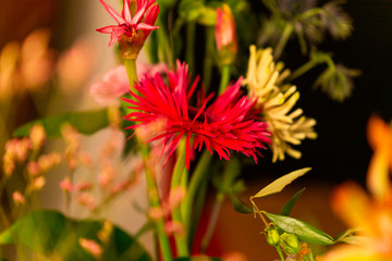 Close Up of Flowery Plant