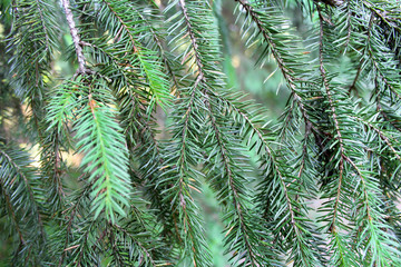 Green fir branches on a dark as background image