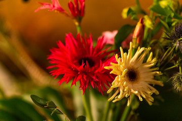 Close Up of Flowery Plant