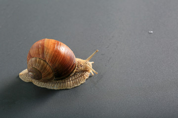 Marco close-up of snail on concrete