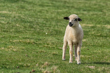 Fototapeta premium Lambs and sheeps on a green field