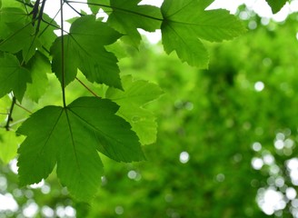 Fototapeta na wymiar Sycamore tree, Jersey, U.K. Spring lush foliage in the wood.