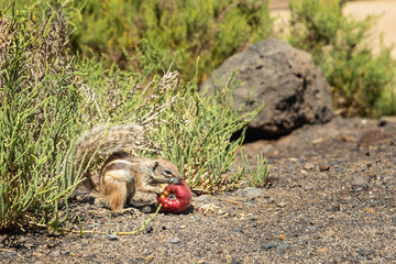 Squirrel eating apple in Lanzarote, Canary Islands, Spain. funny.