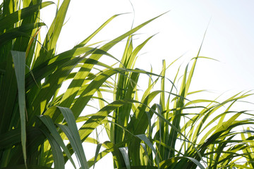 Sugar cane leaf green (selective focus), Sugarcane leaf in plantation, Leaves of Sugar cane for nature background