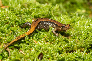 Allegheny mountain dusky salamander - Desmognathus ochrophaeus