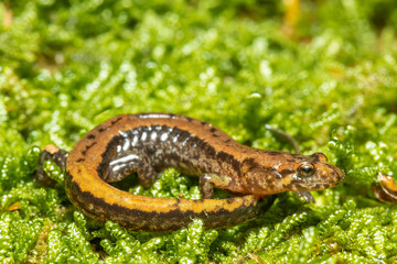 Allegheny mountain dusky salamander - Desmognathus ochrophaeus