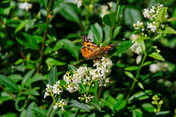Fototapeta na wymiar Vanessa cardui known as painted lady butterfly on white flower