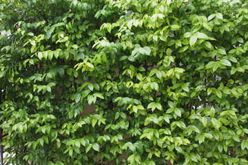 Wrightia religiosa  branches and leaves in Thailand