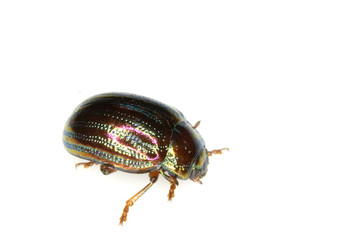 A Rosemary Leaf Beetle Close Up Shiny Insect