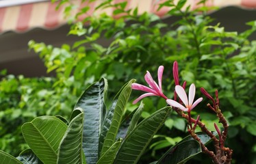 Temple tree flowers, Apocynaceae Frangipani or Plumeria 