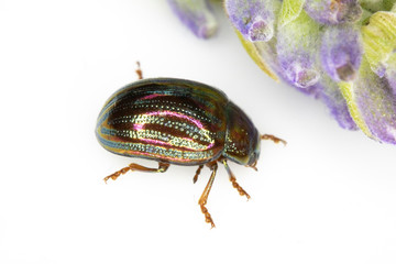 A Rosemary Leaf Beetle Close Up Shiny Insect