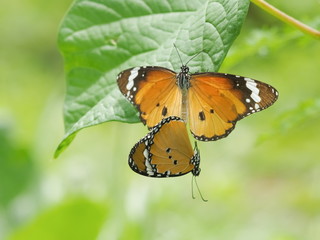 Plain Tiger Butterfly or African queen (Danaus chrysippus chrysippus) mating hang on green leaf with green nature blurred background.