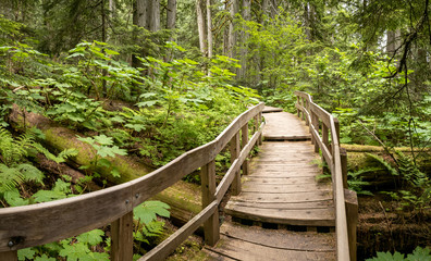 Giant Cedars Boardwalk in the Columbia Mountains – an old-growth rain forest, in Mount Revelstoke National Park of Canada