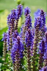 Salvia nemorosa