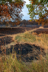 Wanstead flats after the fire