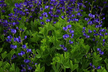 flower arrangement cr2019darrelljbanks