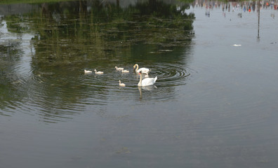 Swan Lake cr2019darrelljbanks