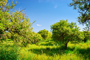 Fototapeta premium Orange garden in Peloponnese peninsula, Greece. Summer background.