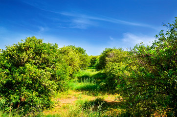 Orange garden in Peloponnese peninsula, Greece. Summer background.