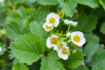 Strawberry flowers on green background