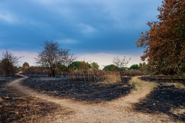Wanstead flats after the fire