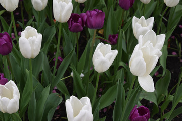 purple white tulips cr2019darrelljbanks