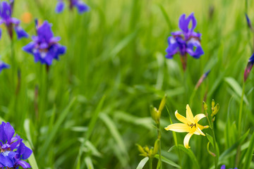 blue flowers in the garden