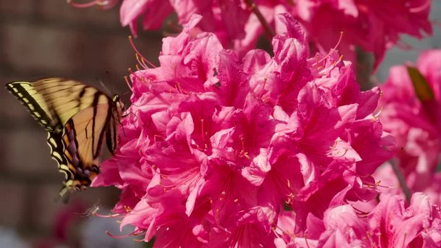 Tiger Swallowtail butterfly on bright pink azaleas. Slow mo, Copy space