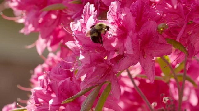 Fat native bumble bee pushes into vibrant pink Azalea flowers