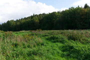 landscape with trees and blue sky